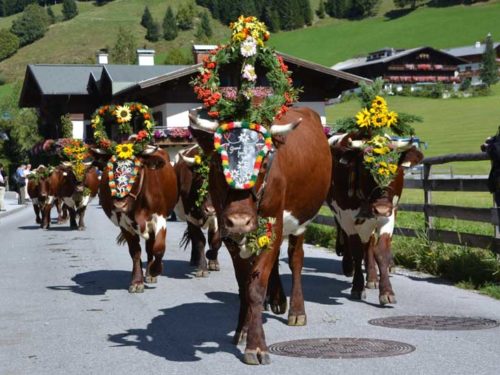 Almabtrieb - festivais tradicionais na Áustria