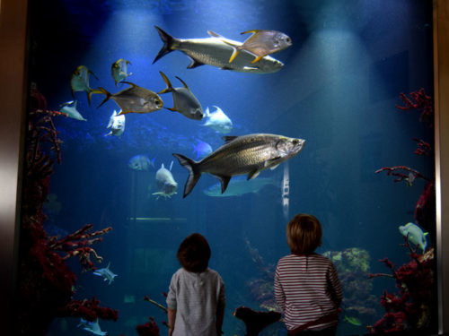 Haus des Meeres em Viena – O grande aquário no 11º andar faz com que visitantes adultos e crianças apreciem com admiração. Foto: Ana Lucia Marcos ©