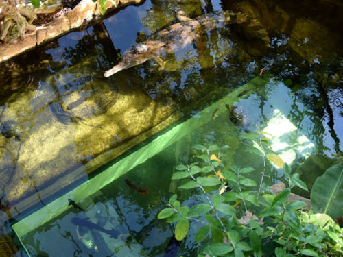 A lagoa do jacaré é ótima, mas olhe atentamente para a foto. Você viu a recepção através do vidro no fundo da lagoa? Foto: Ana Lucia Marcos ©