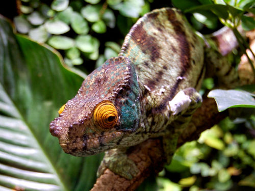 Pelo menos fico de olho nos visitantes, pensa o camaleão. Quem realmente observa quem? Foto: Arnold Weisz ©