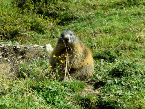 Esta marmota não se importou com o fato de termos tirado sua foto enquando ela fazia seu lanchinho da tarde. Foto: Ana Lucia Marcos ©