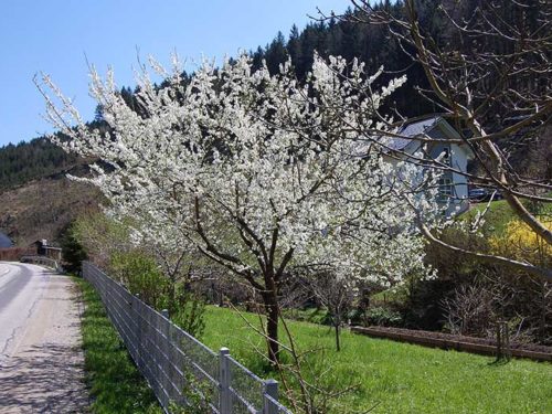 As árvores frutíferas florescendo na região de Mostviertel a cada primavera. Foto: Arnold Weisz ©