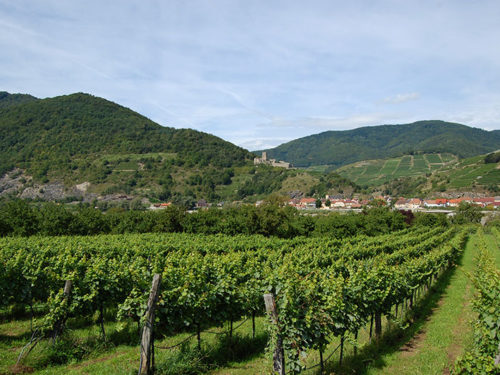 Os vinhedos da região de Wachau fazem parte do património cultural das regiões – e uma atração turística muito procurada. Foto: Arnold Weisz ©