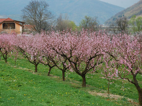 A flor da árvore de damasco é um dos maiores espetáculos naturais da região do Wachau. Foto: Arnold Weisz ©